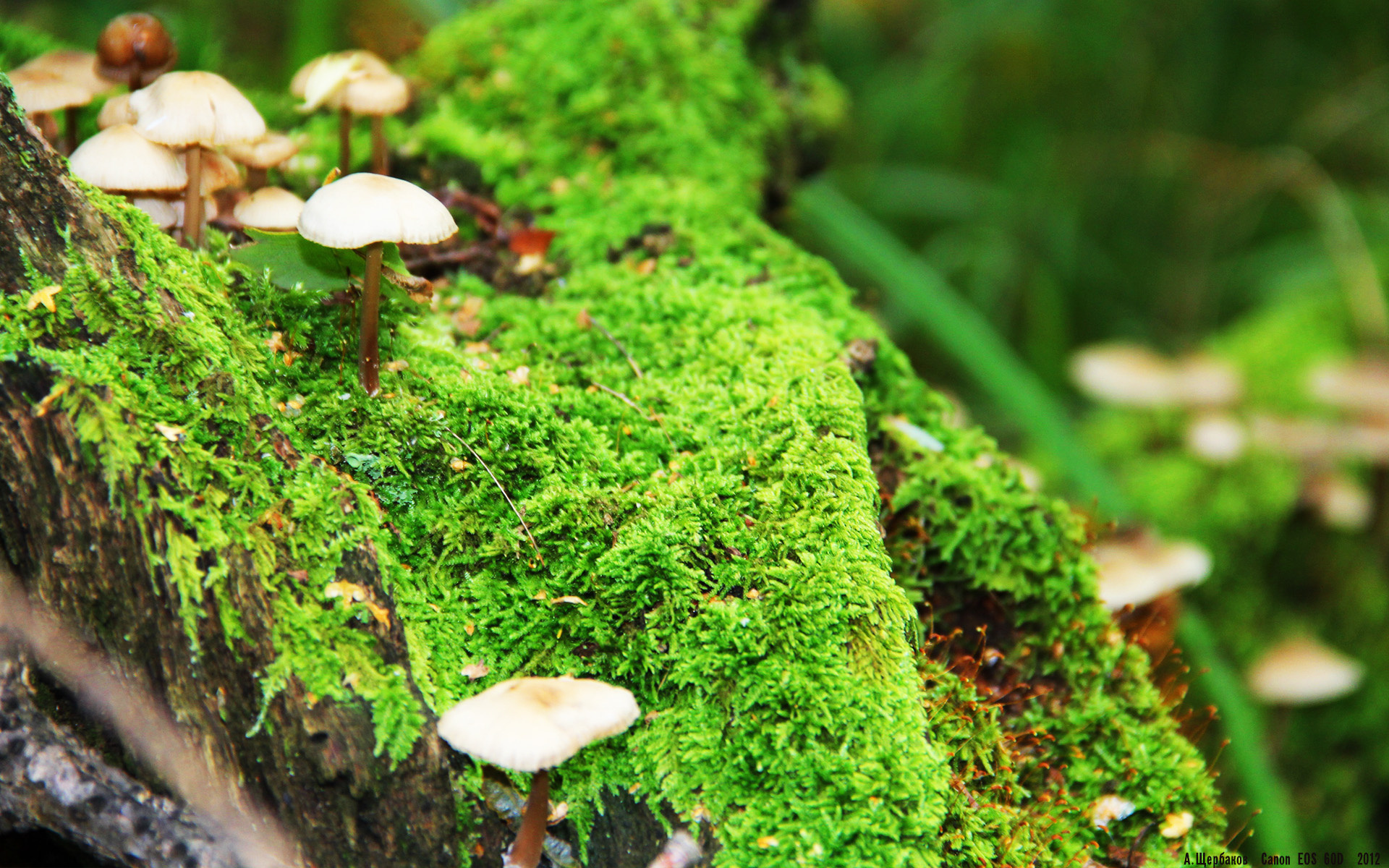 马克·阿特金森：凭借出色的速度，南非队成功突破对方防线，阿特马里克