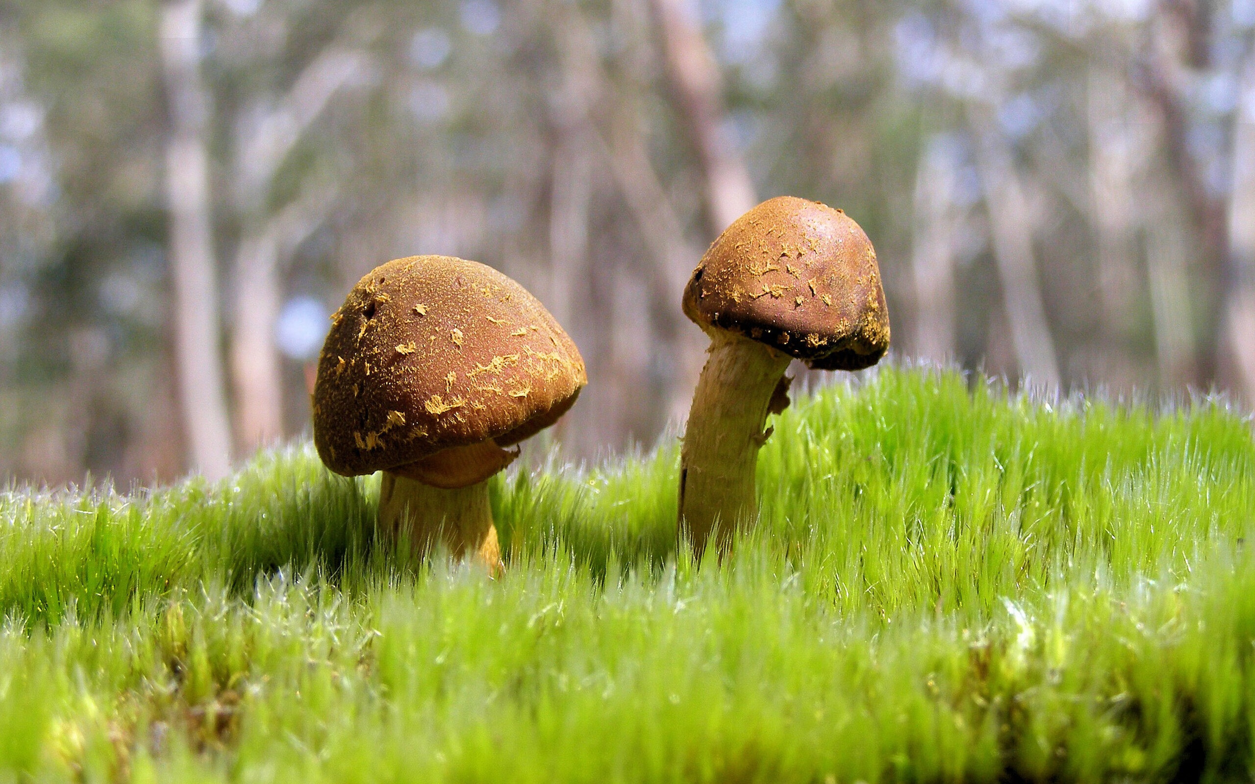 黎巴嫩男篮在西亚锦标赛中奋勇争冠，期待新突破，黎巴嫩男篮12人名单